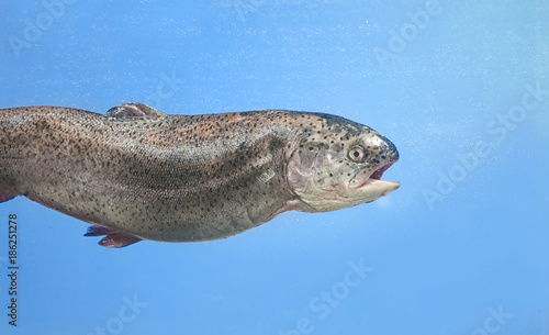 Rainbow trout swimming in water