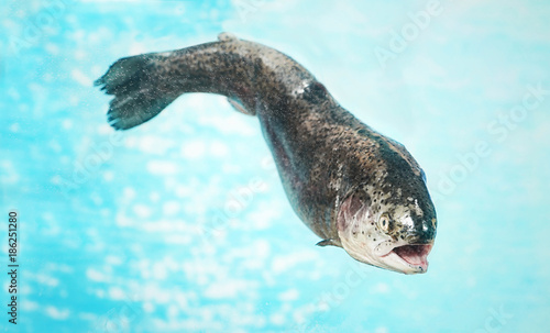 Fototapeta Naklejka Na Ścianę i Meble -  Rainbow trout swimming in water
