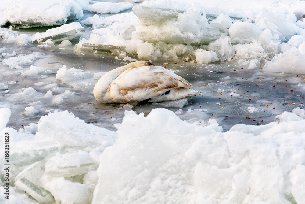 Naklejka premium injured swan in a frozen river