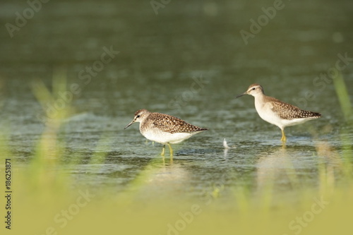 Charadrii. Wild nature of Czech. Free nature. Bird in the water. Wildlife photography. A beautiful picture of bird life.