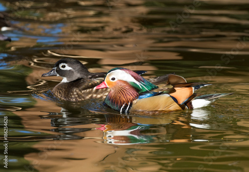 Female wood duck and male Mandarin duck swimming across a pond
