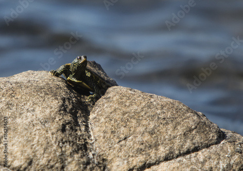 Little Turtle on Rocks