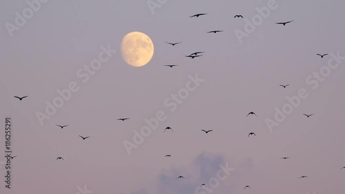 Flock of rooks in the evening