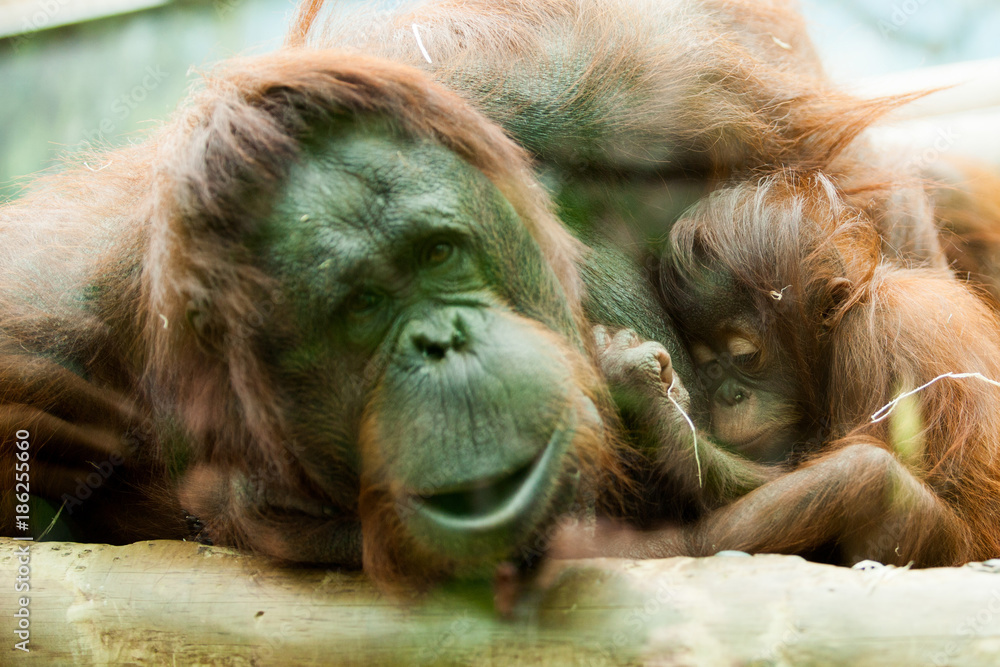 Bebe Orang Outan Dort Contre Sa Maman Stock Photo Adobe Stock Bebe Orang Outan Dort Contre Sa Maman Stock Photo Adobe Stock