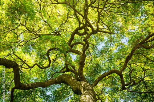 green maple tree canopy photo