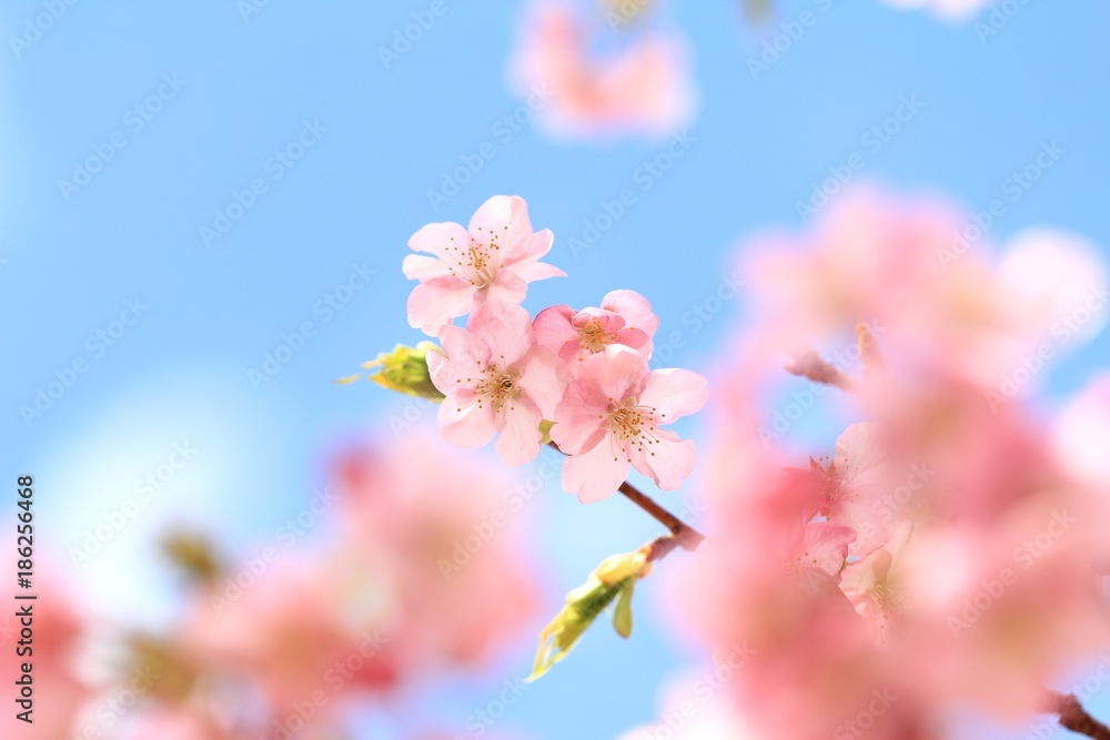青空と河津桜