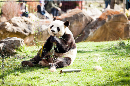 Panda prend la pose en mengeant