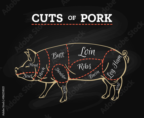 Pig butcher chalkboard scheme. Pork meat cut parts hand drawn diagram, pig steak cutting vector illustration