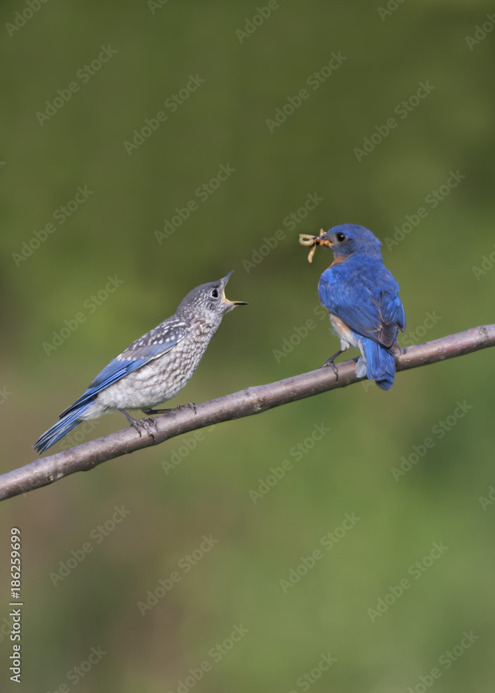Male Bluebird Offering Worms to Baby with Mouth Wide Open