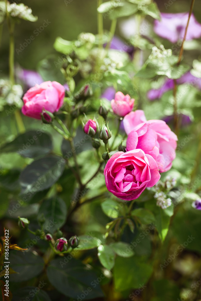 Rose 'Angela' in a secret garden