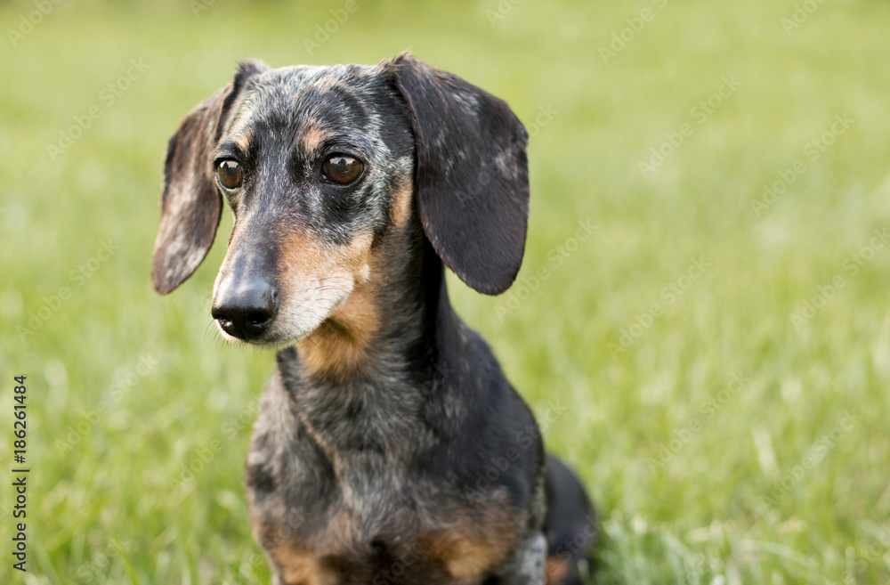 Miniature Black and Tan Dapple Dachshund