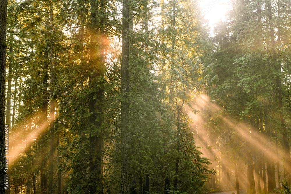 Obraz premium Sun rays break through fog and mist in in the woods in Lynn Canyon Park