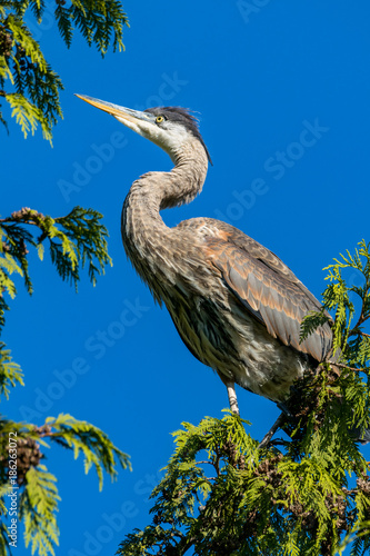 Fotografie great blue heron resting on the tree top looking up left