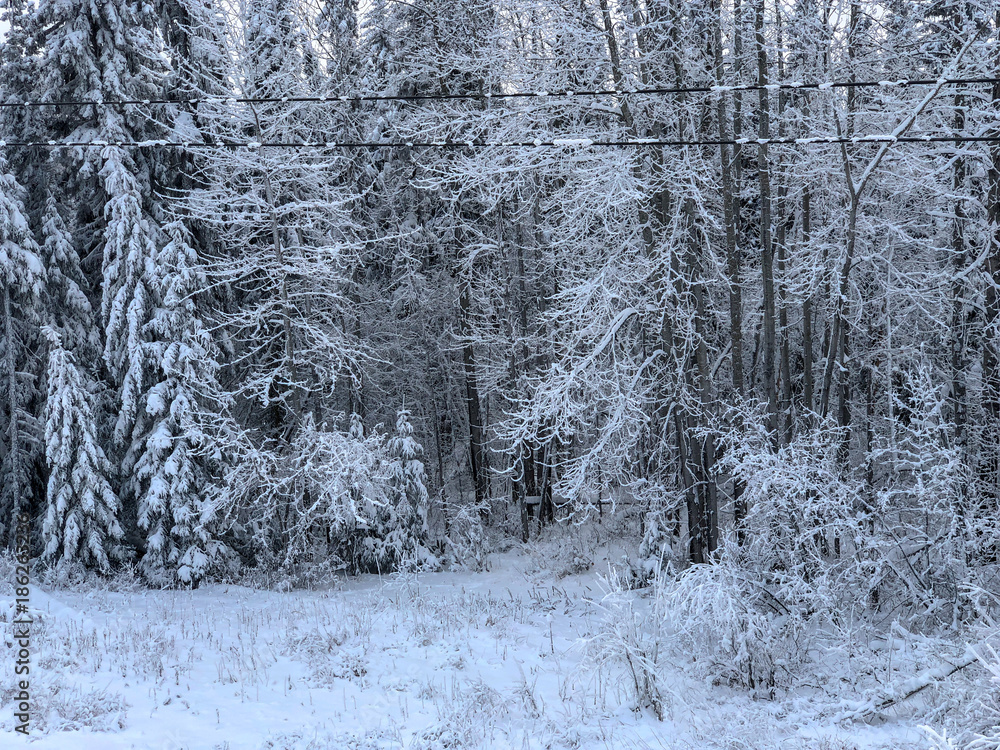 Fototapeta premium Cariboo Forest in Winter