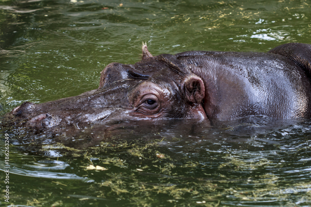 The hippopotamus of Rome's biopark The hippopotamus of Rome's biopark