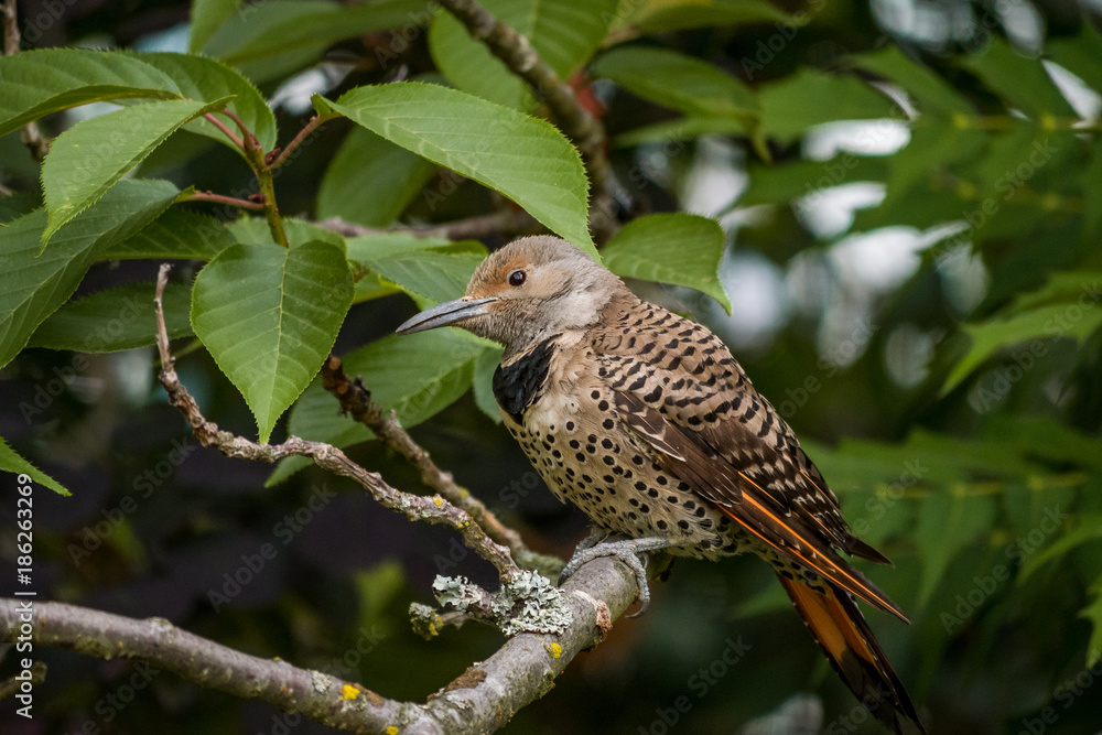 a female woodpecker resting on the tree branch a female woodpecker resting on the tree branch