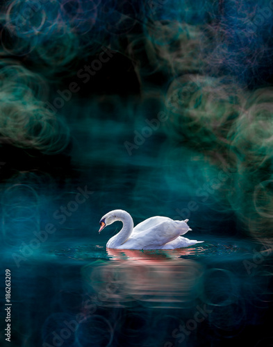 Tableau sur toile Fairy Swan