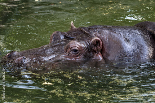 The hippopotamus of Rome's biopark