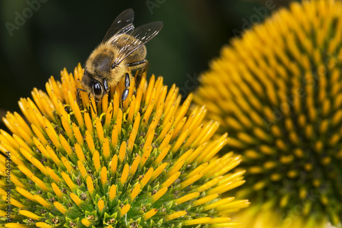 Biene auf Blüte bei der Arbeit