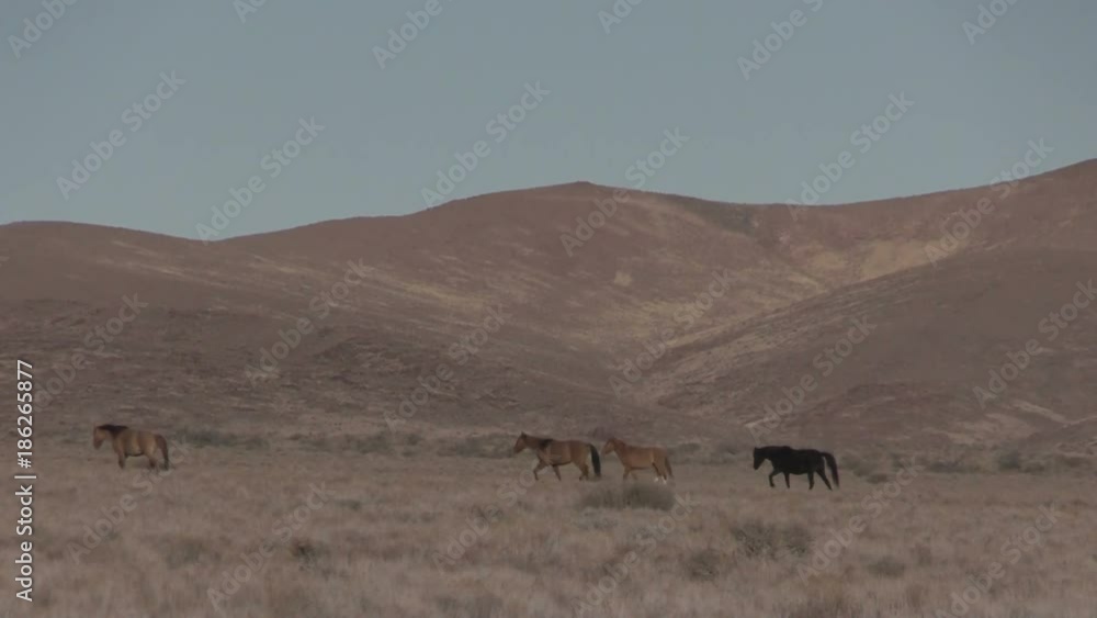 Herd of Wild Horses in the Utah Desert Herd of Wild Horses in the Utah Desert