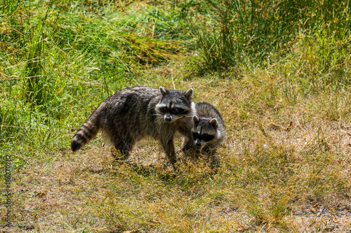 raccoon mom and son take a walk in a sunny day