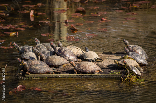 group of turtles gathering on a wood board in the middle of the pond get some sun