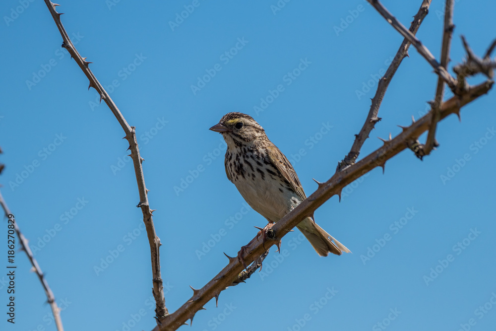 sparrow landing on a branch with blue sky in winter morning sparrow landing on a branch with blue sky in winter morning