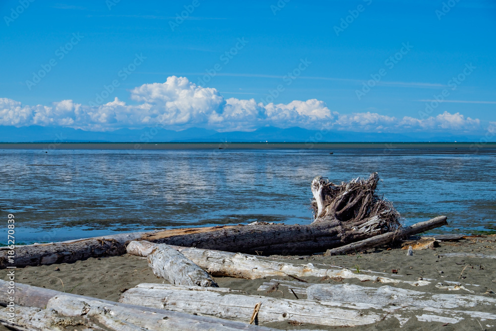 drift wood laying sandy beach after fall of tide with cloud on the blue sky drift wood laying sandy beach after fall of tide with cloud on the blue sky