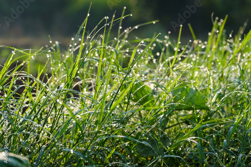 Nature background of dew drops on grass in morning light