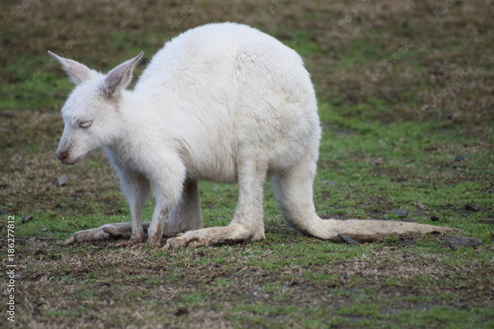 Obraz premium Albino