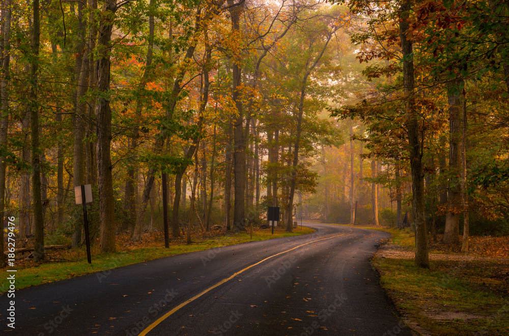 Autumn forest road scenery with colorful foggy trees 