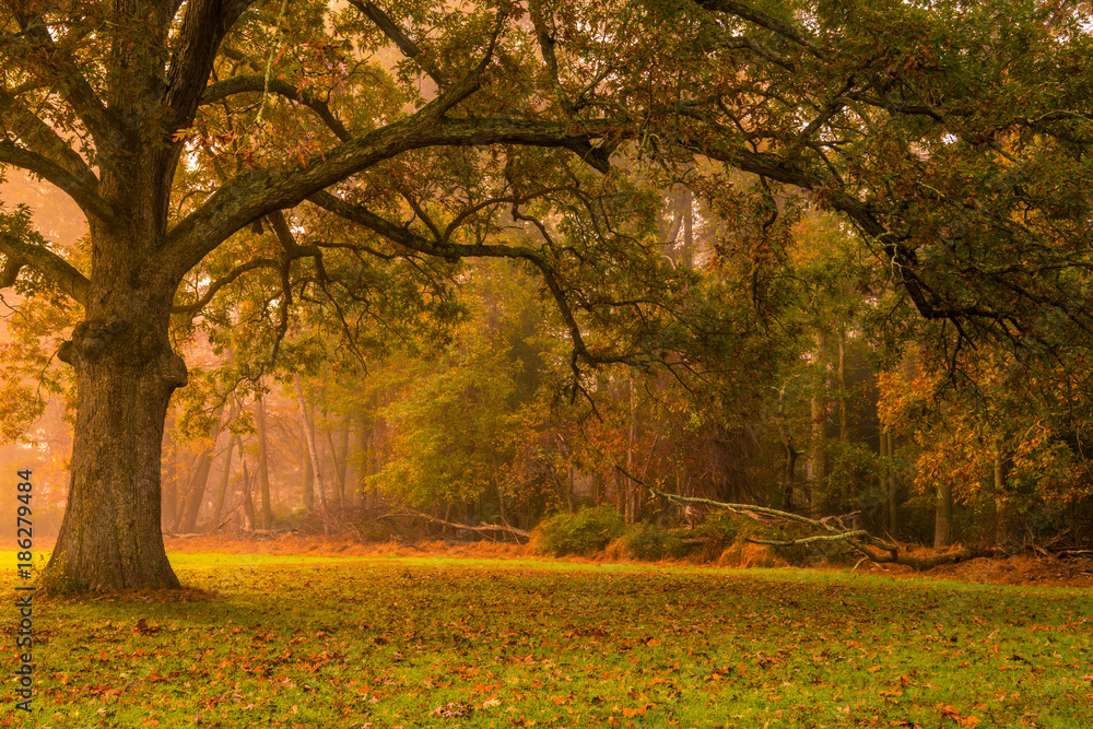 Beautiful autumn tree scenery with a fog on the background 