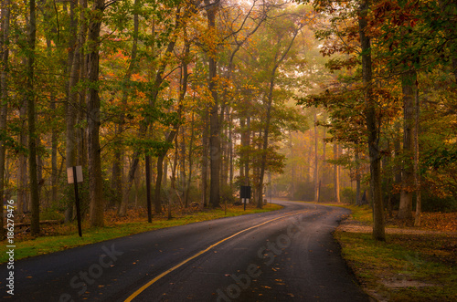 Autumn forest road scenery with colorful foggy trees 
