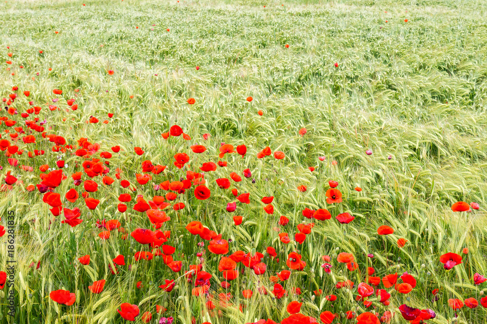 fleurs de coquelicot dans un champ de blé