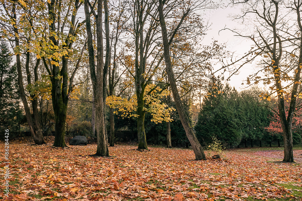 Thin trees in fall Thin trees in fall