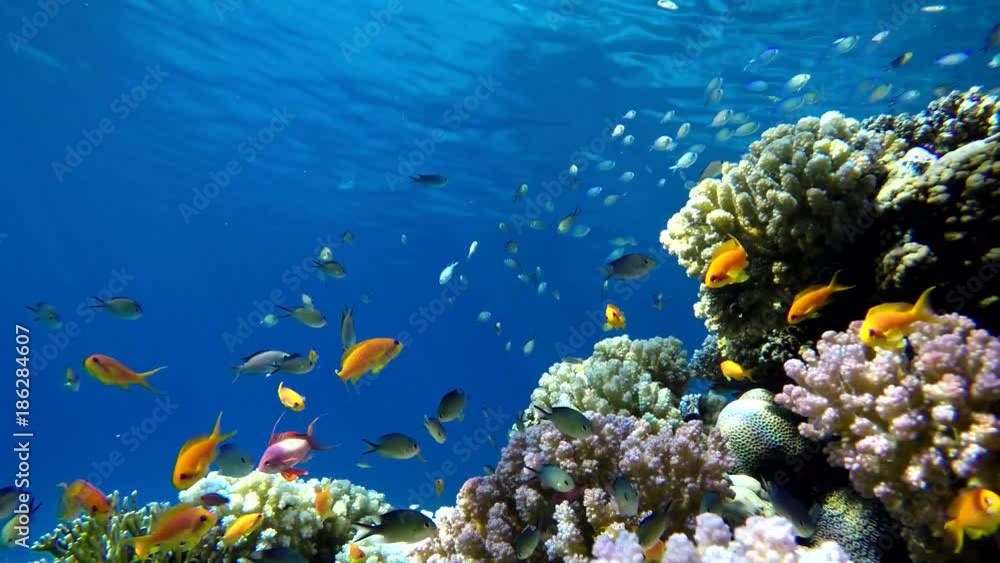 custom made wallpaper toronto digitalLife in the ocean. Tropical fish and coral reefs. Beautiful corals.