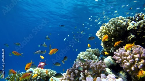 Wallpaper Mural Life in the ocean. Tropical fish and coral reefs. Beautiful corals. Torontodigital.ca