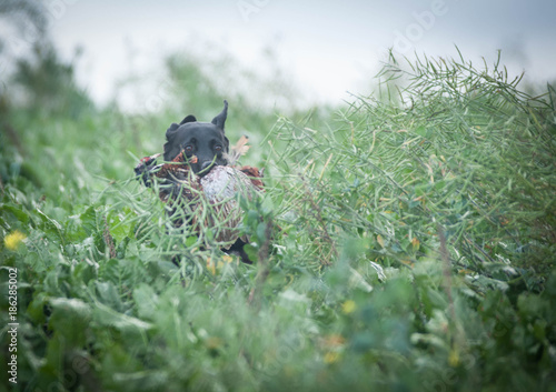 Hunting Labrador Retriever