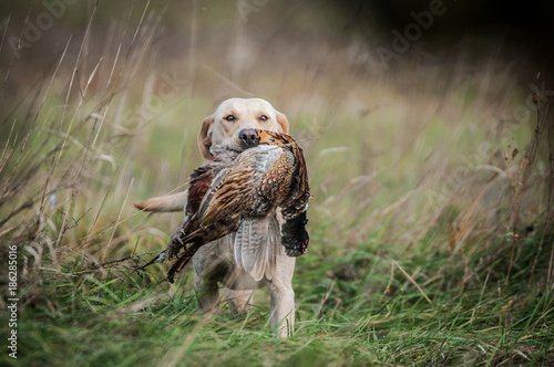 Hunting Labrador Retriever