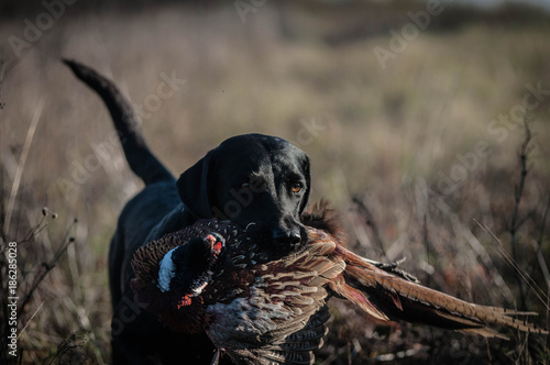 Hunting Labrador Retriever