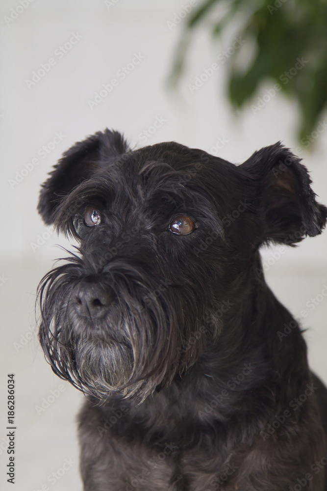 portrait of black schnauzer dog