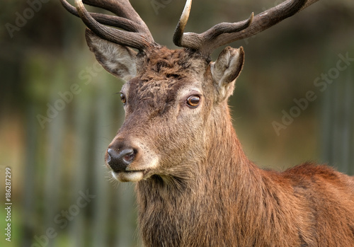 Red Deer stag in close up.