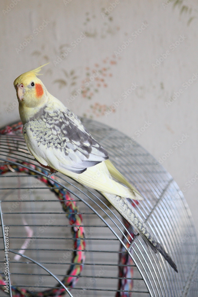 Obraz premium Portrait of Cockatiel (Nymphicus hollandicus)