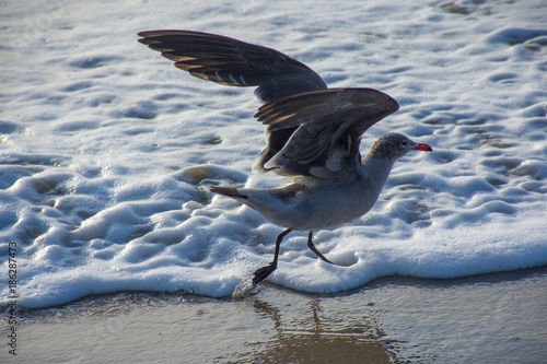 Gulls over beach and sea