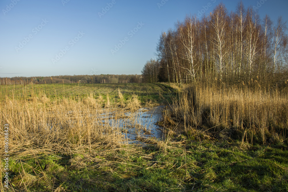 Wild grass and swamp, birch copse and field on a background of blue sky
