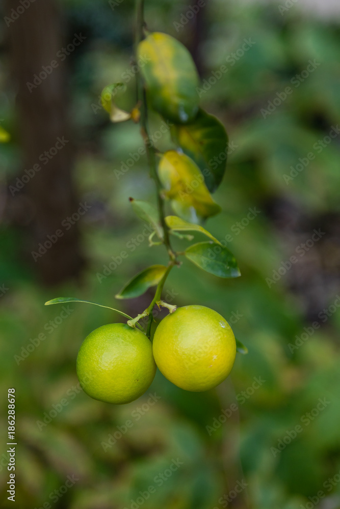 Limequat on the branch of the tree