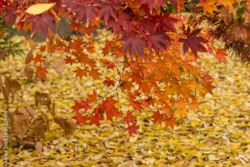 Leaves of trees with the typical colors of autumn