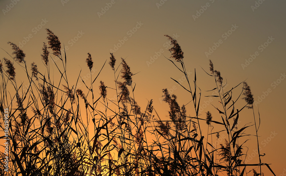 Obraz premium The silhouette of the reeds in the sunset