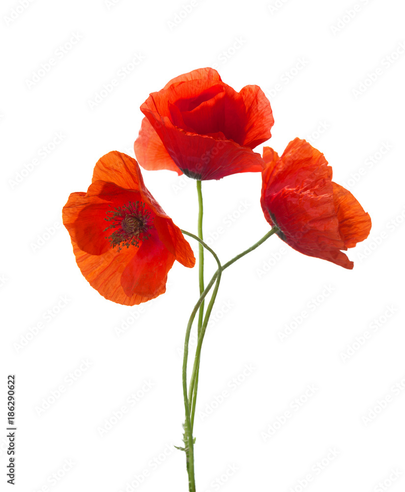 Three  red poppies isolated on white background.