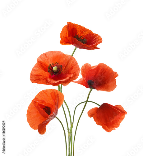 Fototapeta Naklejka Na Ścianę i Meble -  Five red poppies isolated on white background.